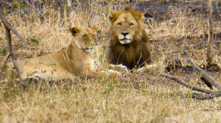 African Safari in Tanzania