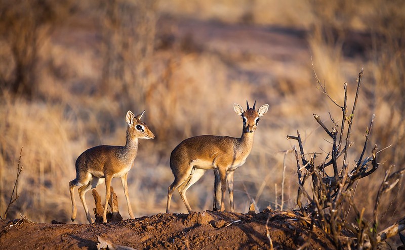 Discover Tarangire National Park 