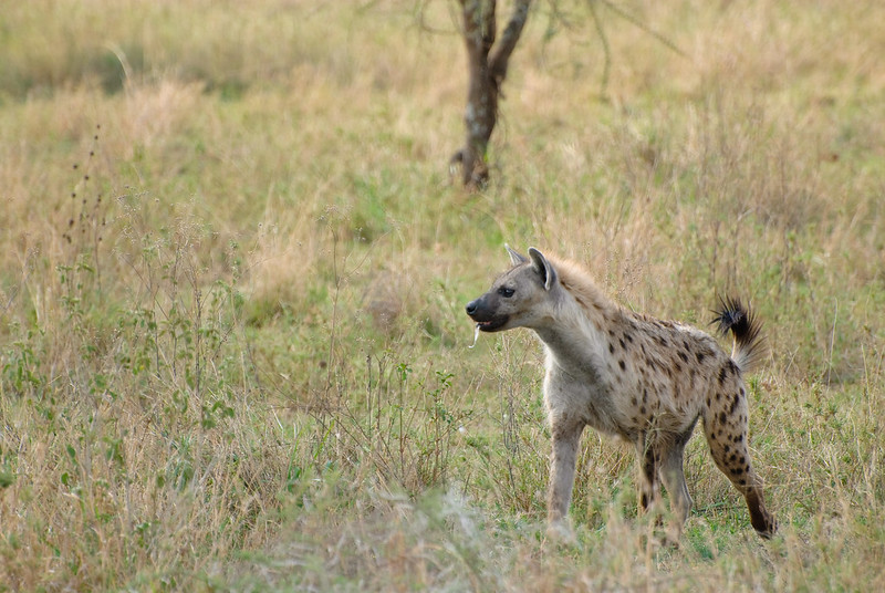 Experience a Safari in Serengeti National Park