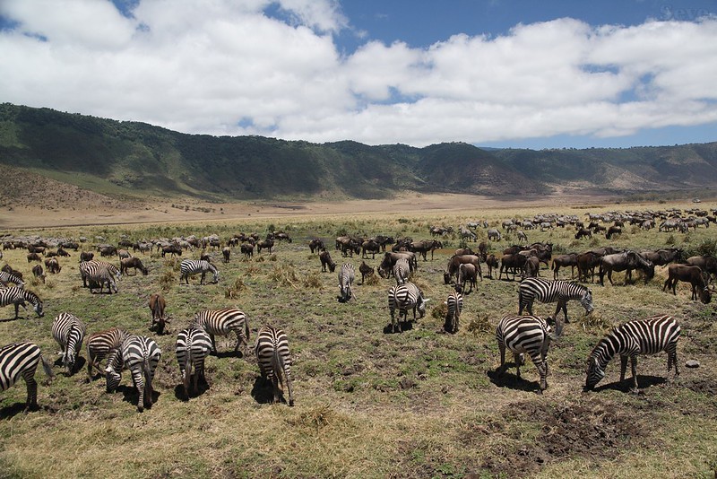 Explore the Ngorongoro Crater