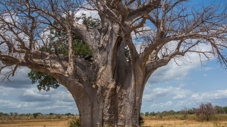 National Parks in Tanzania