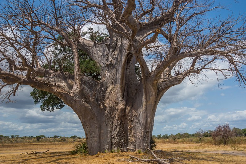 National Parks in Tanzania