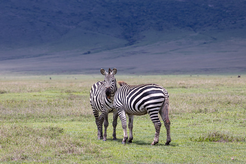 Ngorongoro Crater