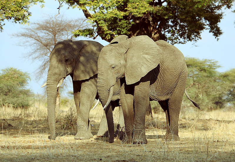 Ruaha National Park