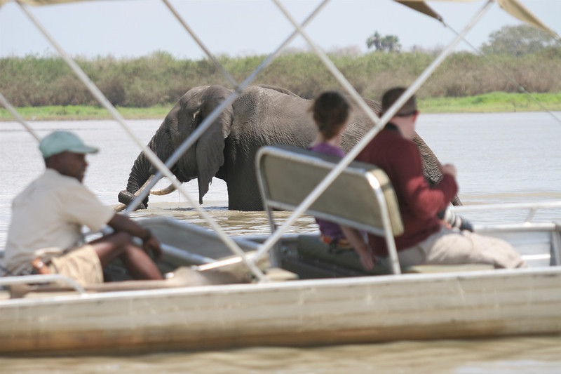 Take a Boat Safari in Selous Game Reserve (Nyerere National Park)