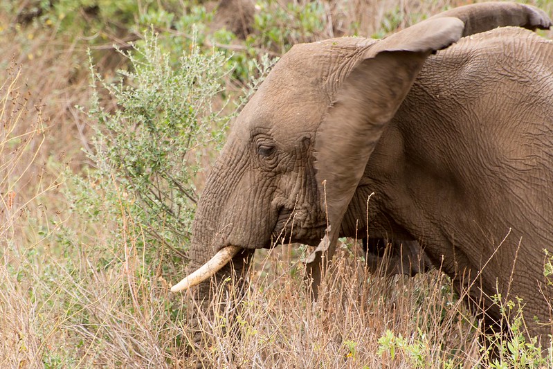 Tarangire National Park