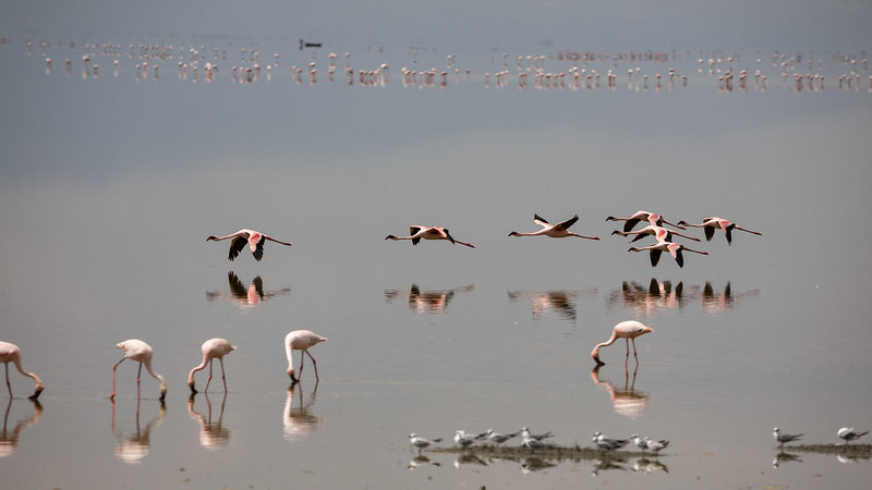 Visit Lake Manyara National Park